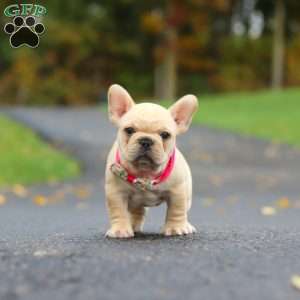 Allie, French Bulldog Puppy